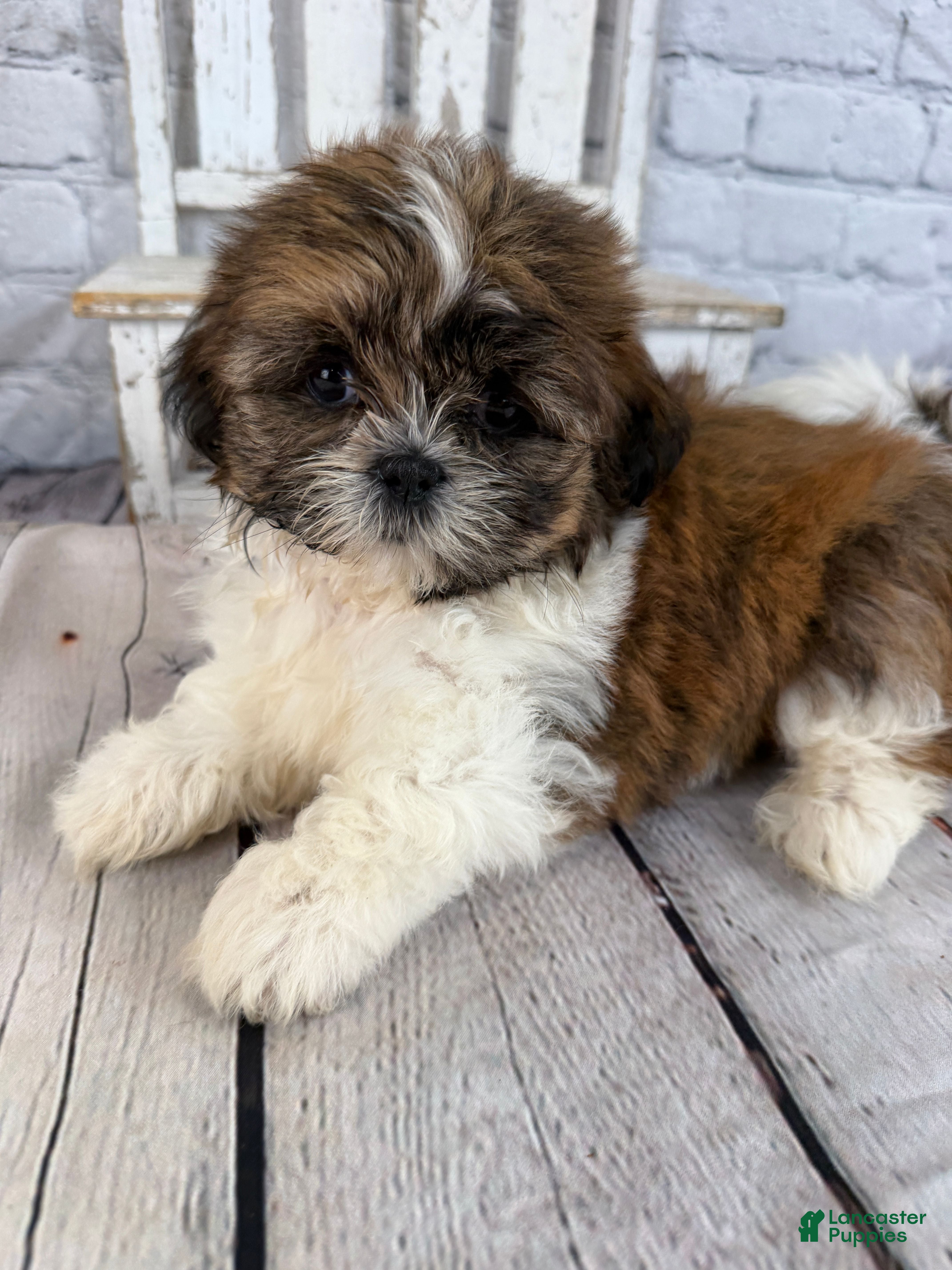 Shih Tzu dogs Clarice - Ad 1