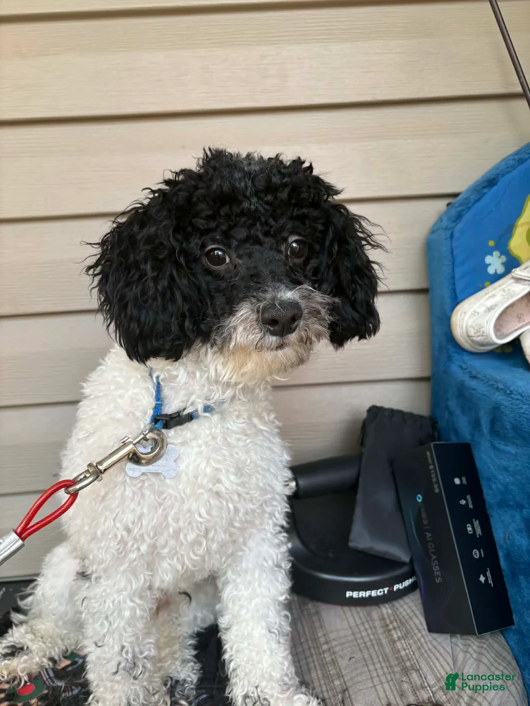 Miniature Poodle dogs for sale: Miniature Poodle 1 - Ad 2