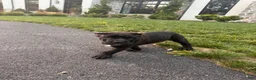 Cane Corso dogs for sale: Rosie - Ad 12