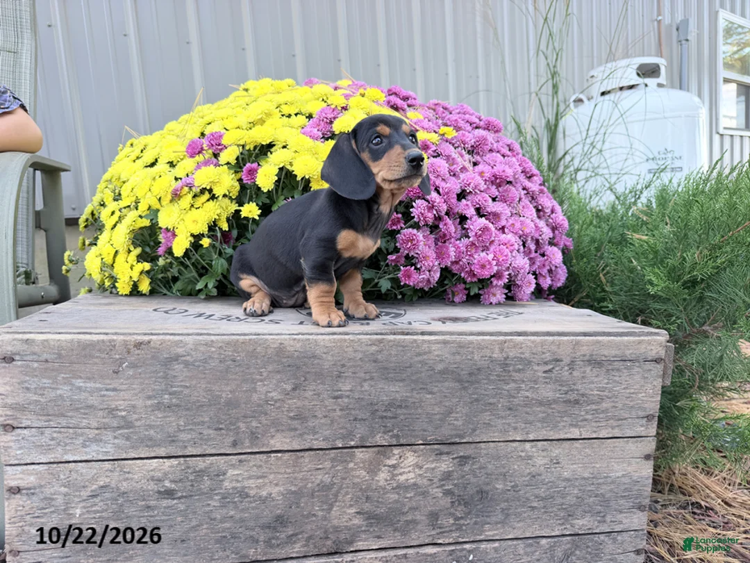 Miniature Dachshund dogs for sale: Dixie - Ad 3