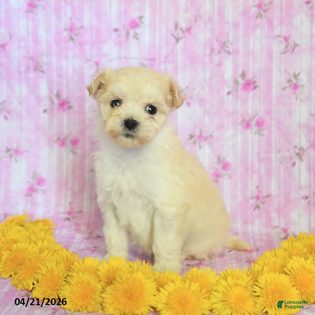 Maltipoo dogs for sale: Reese - Ad 3