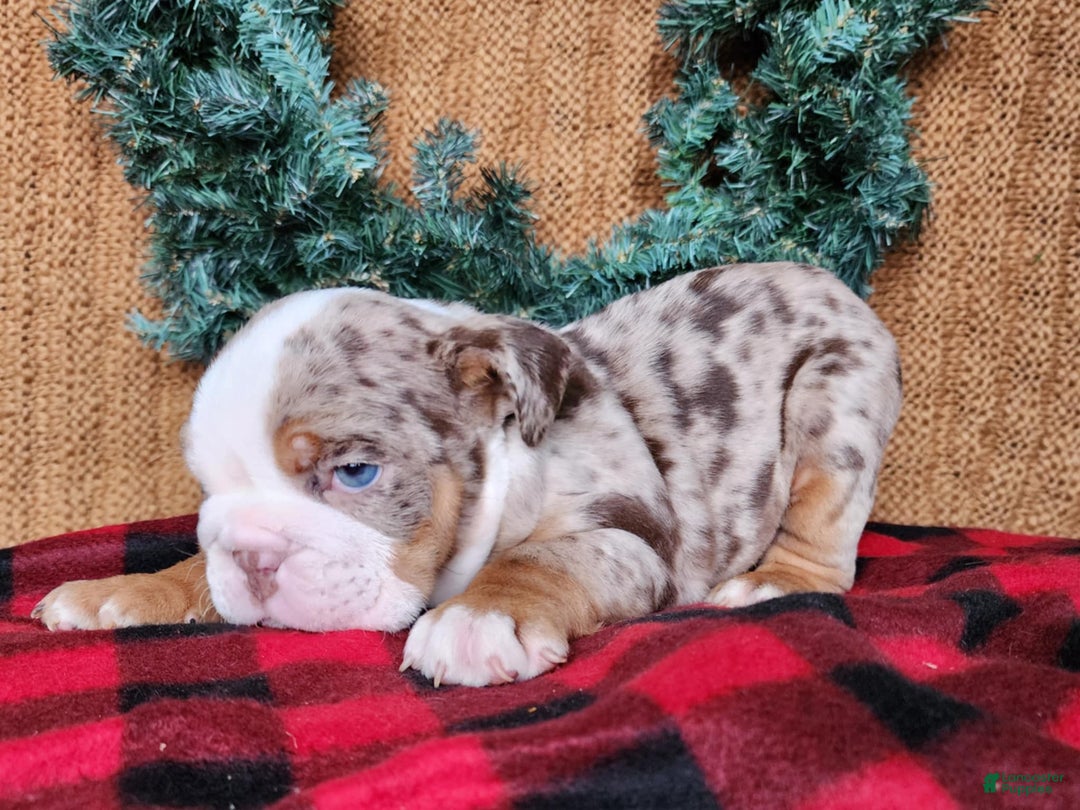 English Bulldog dogs for sale: Fletch - Ad 17