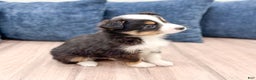 Miniature Australian Shepherd dogs for sale: Baxter - Ad 4
