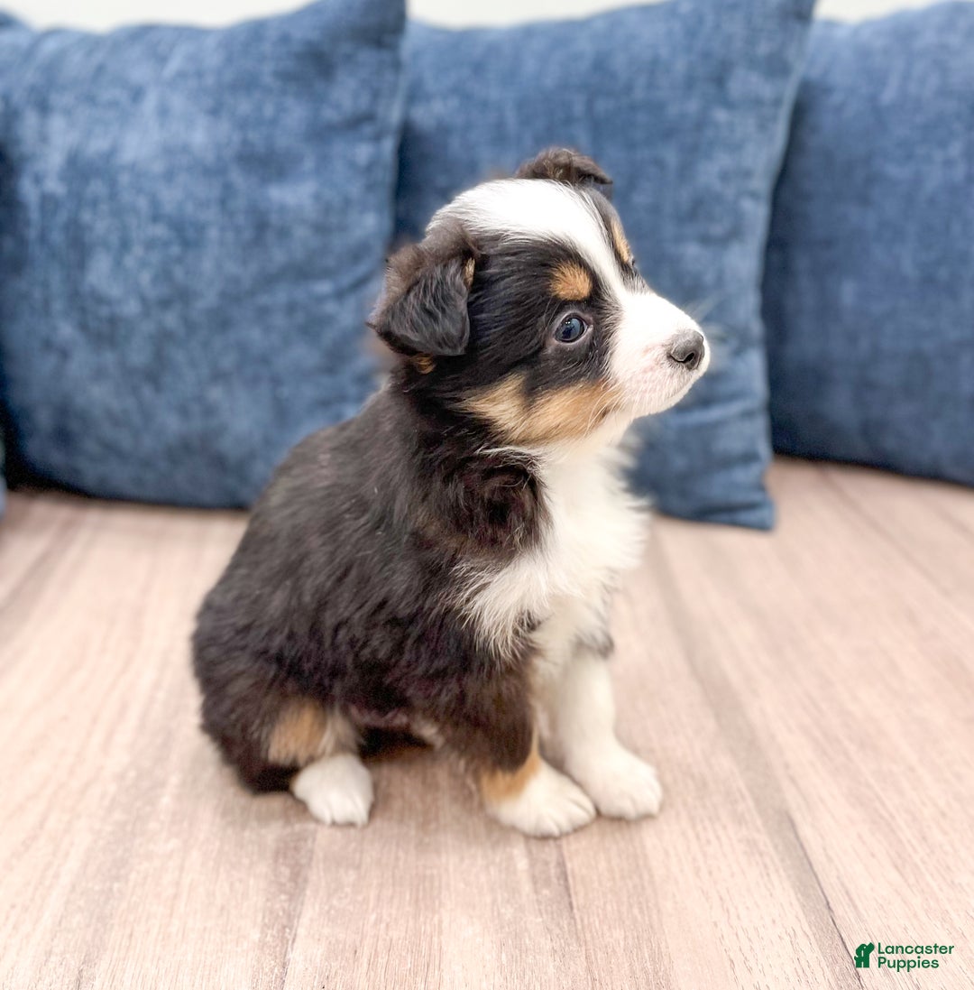 Miniature Australian Shepherd dogs for sale: Baxter - Ad 4