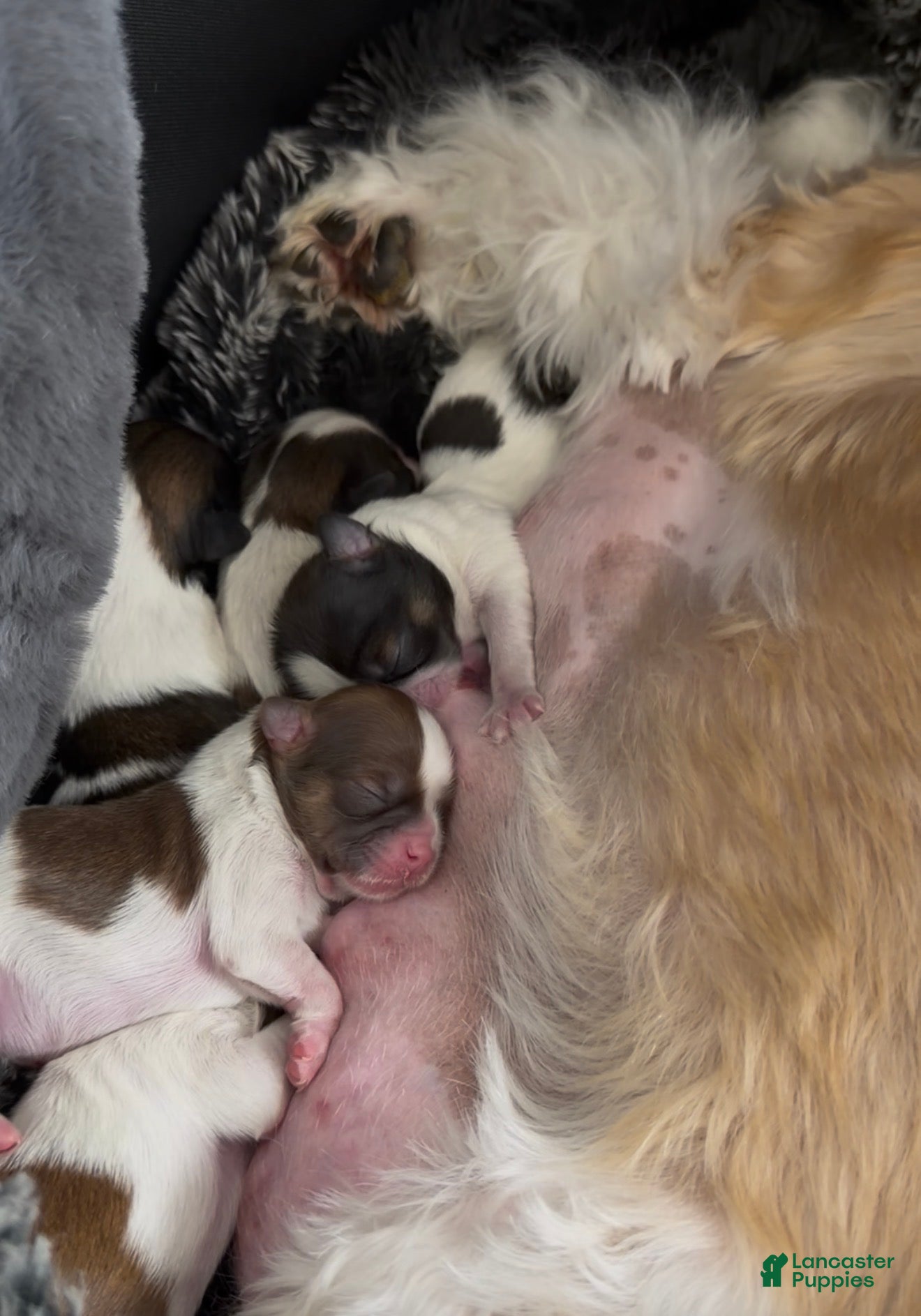 Shih Tzu dogs Shih Tzu Puppy 5 - Ad 14