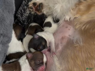 Shih Tzu dogs for sale: Shih Tzu Puppy 5 - Ad 4