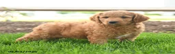 Goldendoodle dogs for sale: Trish - Ad 4