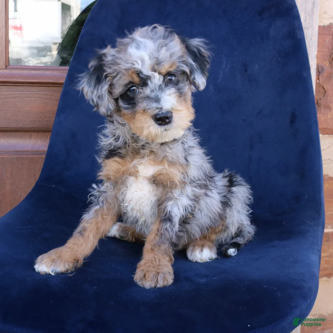 Mini Bernedoodle dogs for sale: Fletcher  - Ad 2