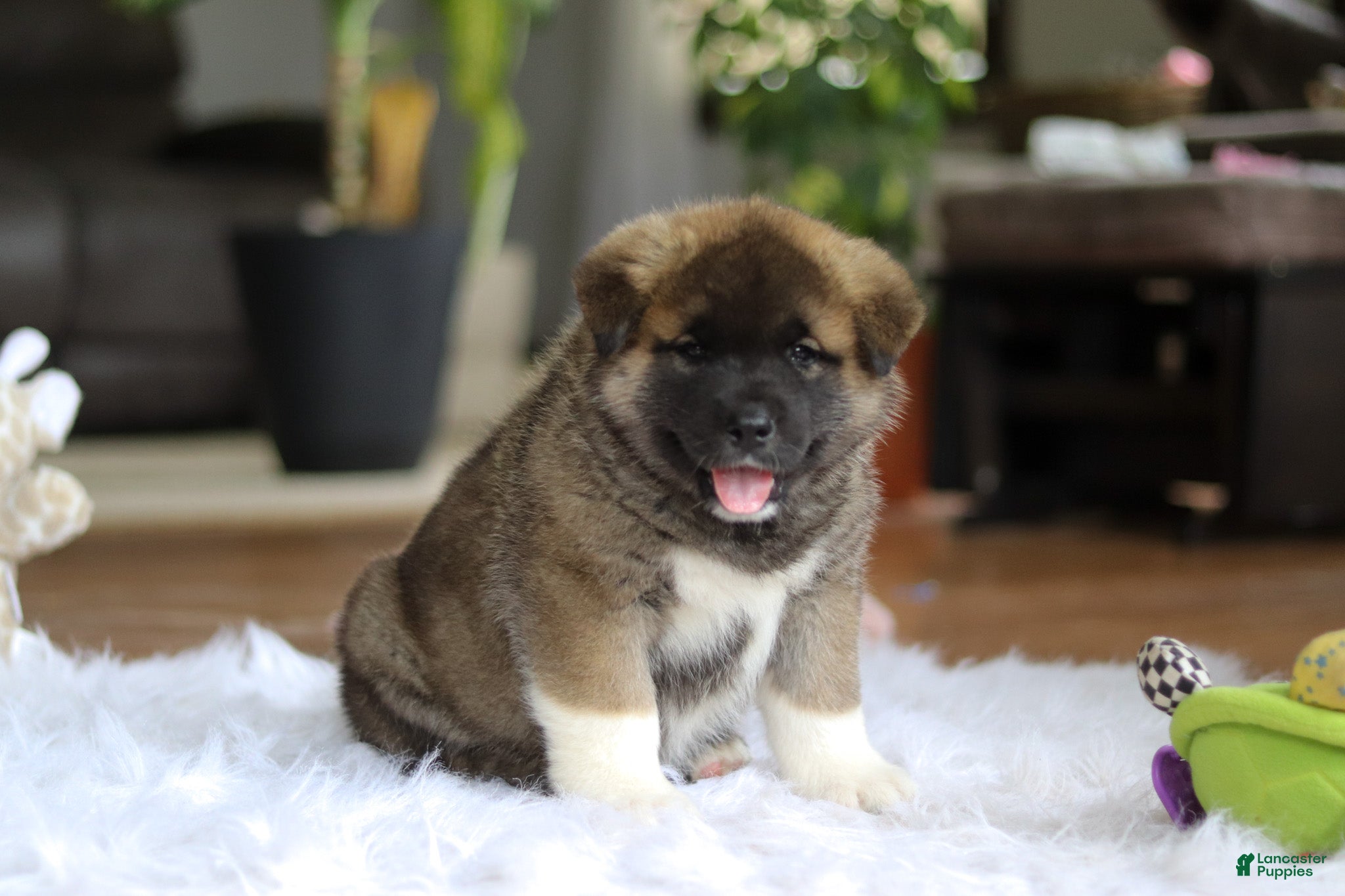 Akita dogs for sale: Omen  - Ad 8
