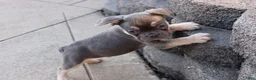 French Bulldog dogs for sale: Dick - Ad 5