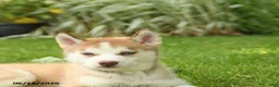 Siberian Husky dogs for sale: Heidi - Ad 4