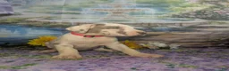 Great Dane dogs for sale: Anastasia Lilac Harlequin  - Ad 4