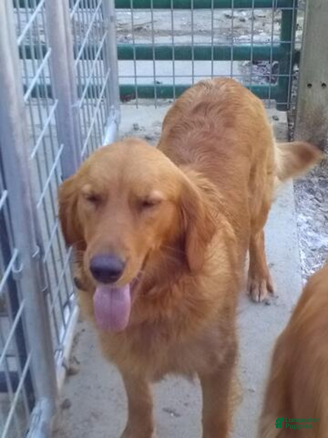 Golden Retriever dogs for sale: Flint - Ad 10