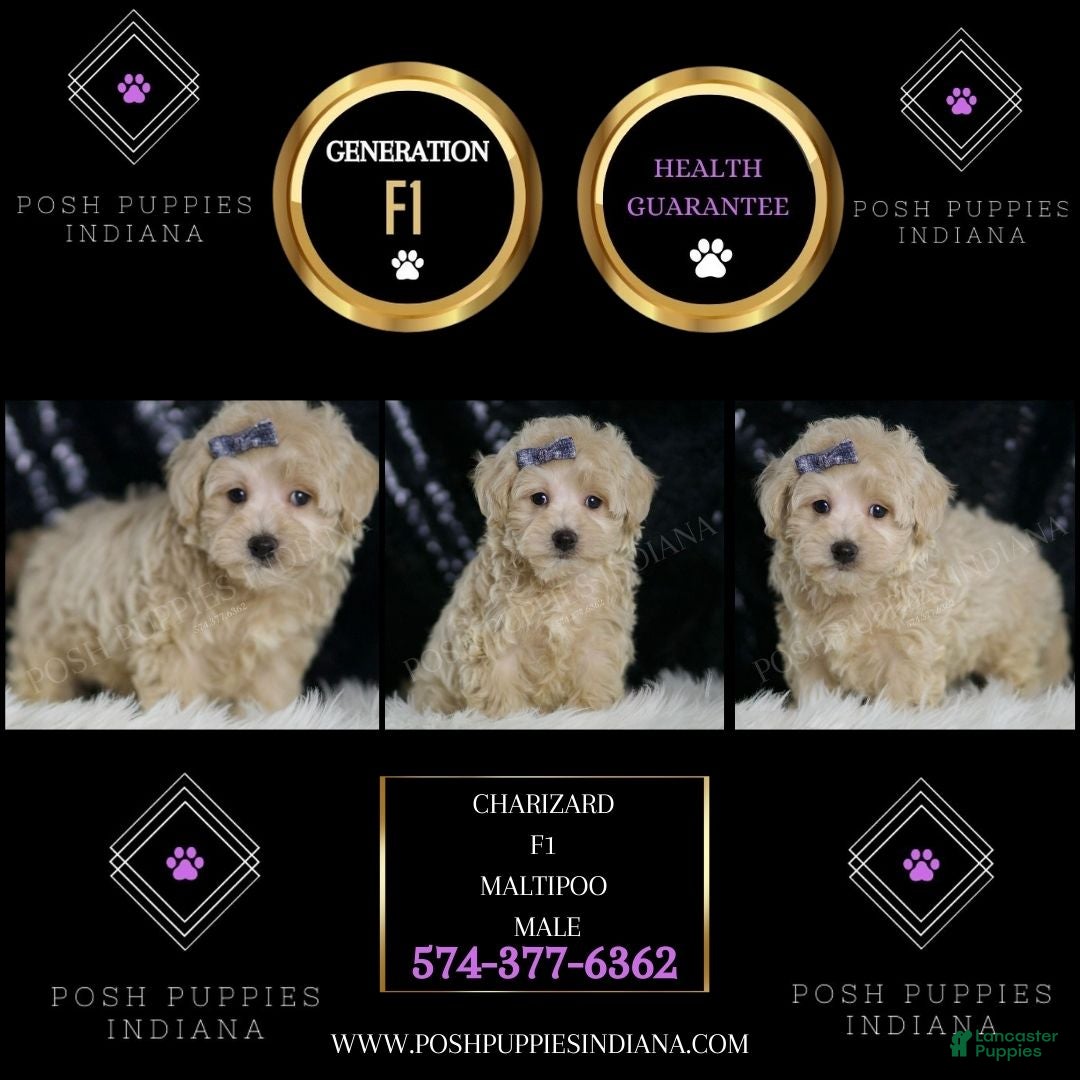 Show Maltipoo Puppies for sale Lancaster Puppies