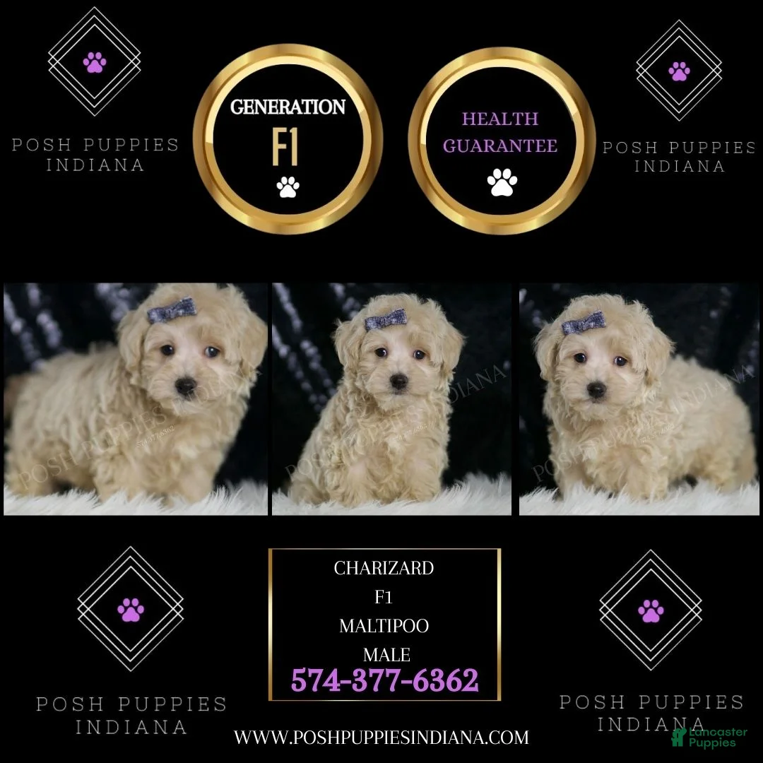 Maltipoo dogs for sale: Charizard - Ad 2