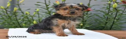 Yorkshire Terrier dogs for sale: Lula - Ad 4