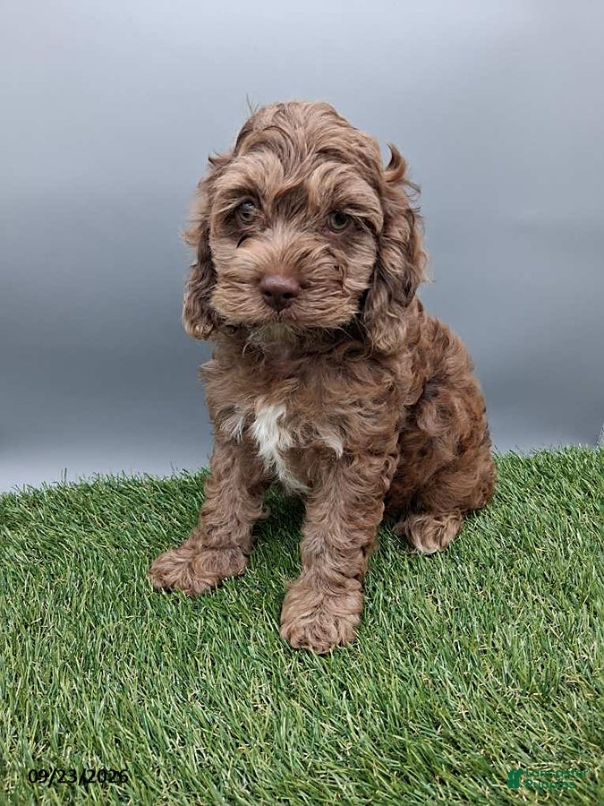 Cockapoo dogs Andover - Ad 1
