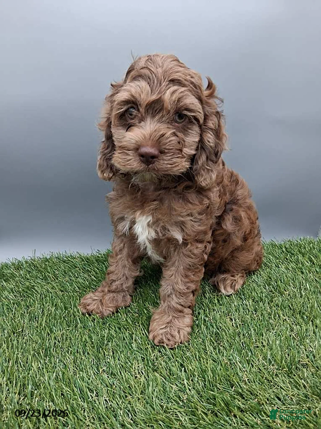 Cockapoo dogs for sale: Andover - Ad 1