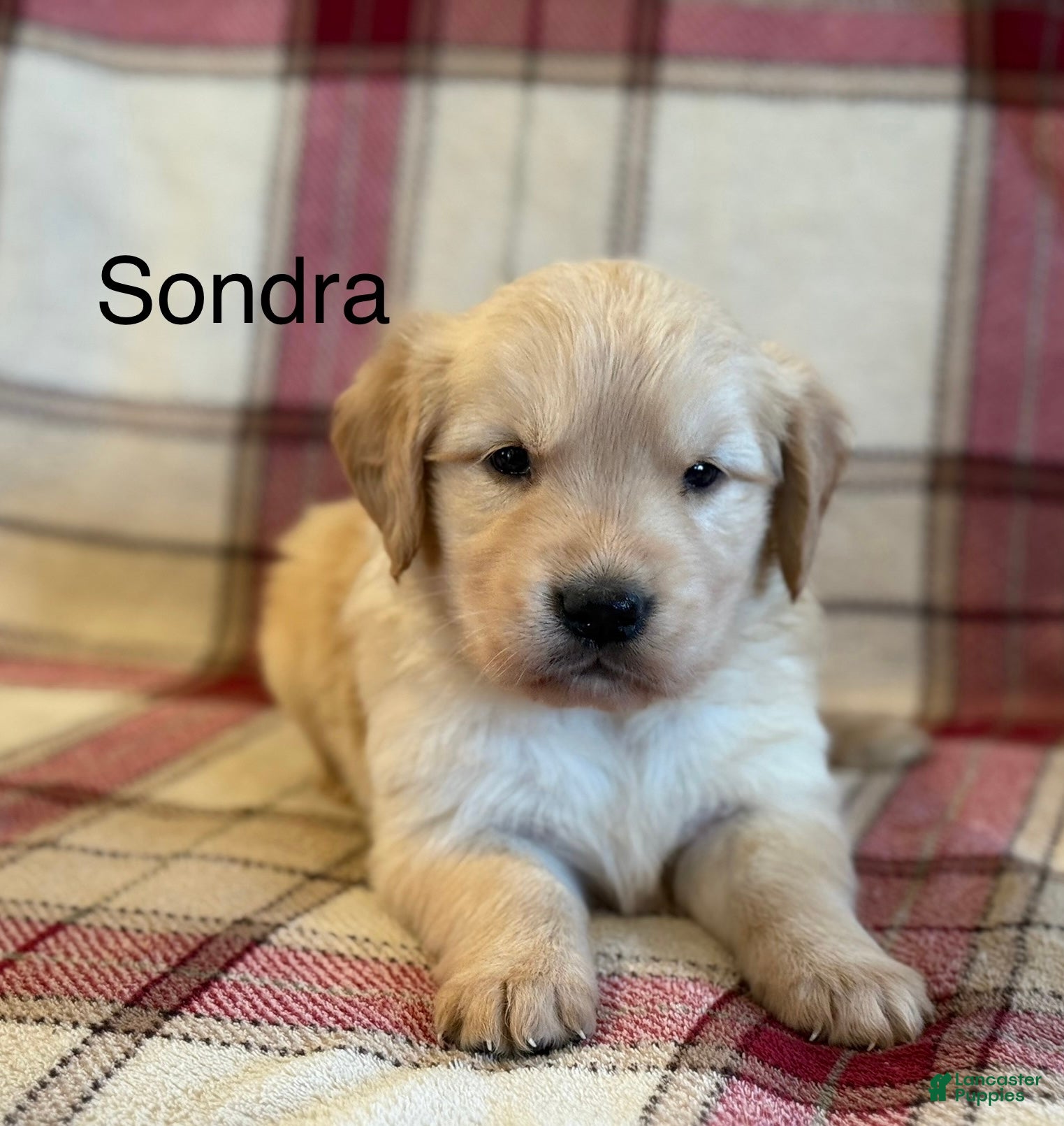Golden Retriever dogs Sondra - Ad 32