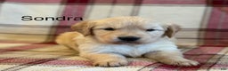 Golden Retriever dogs for sale: Sondra - Ad 1