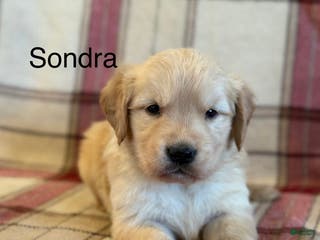 Golden Retriever dogs Sondra - Ad 32