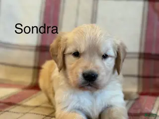 Golden Retriever dogs Sondra - Ad 33
