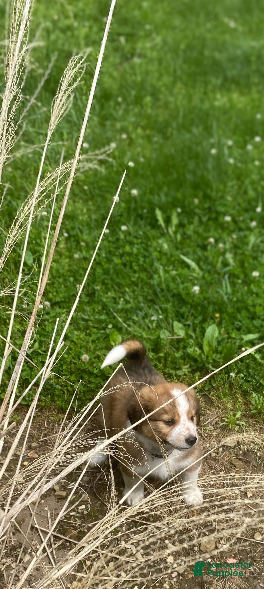 Mixed Breed dogs for sale: ♥️HAPPY GIRL HEIDI♥️ - Ad 4