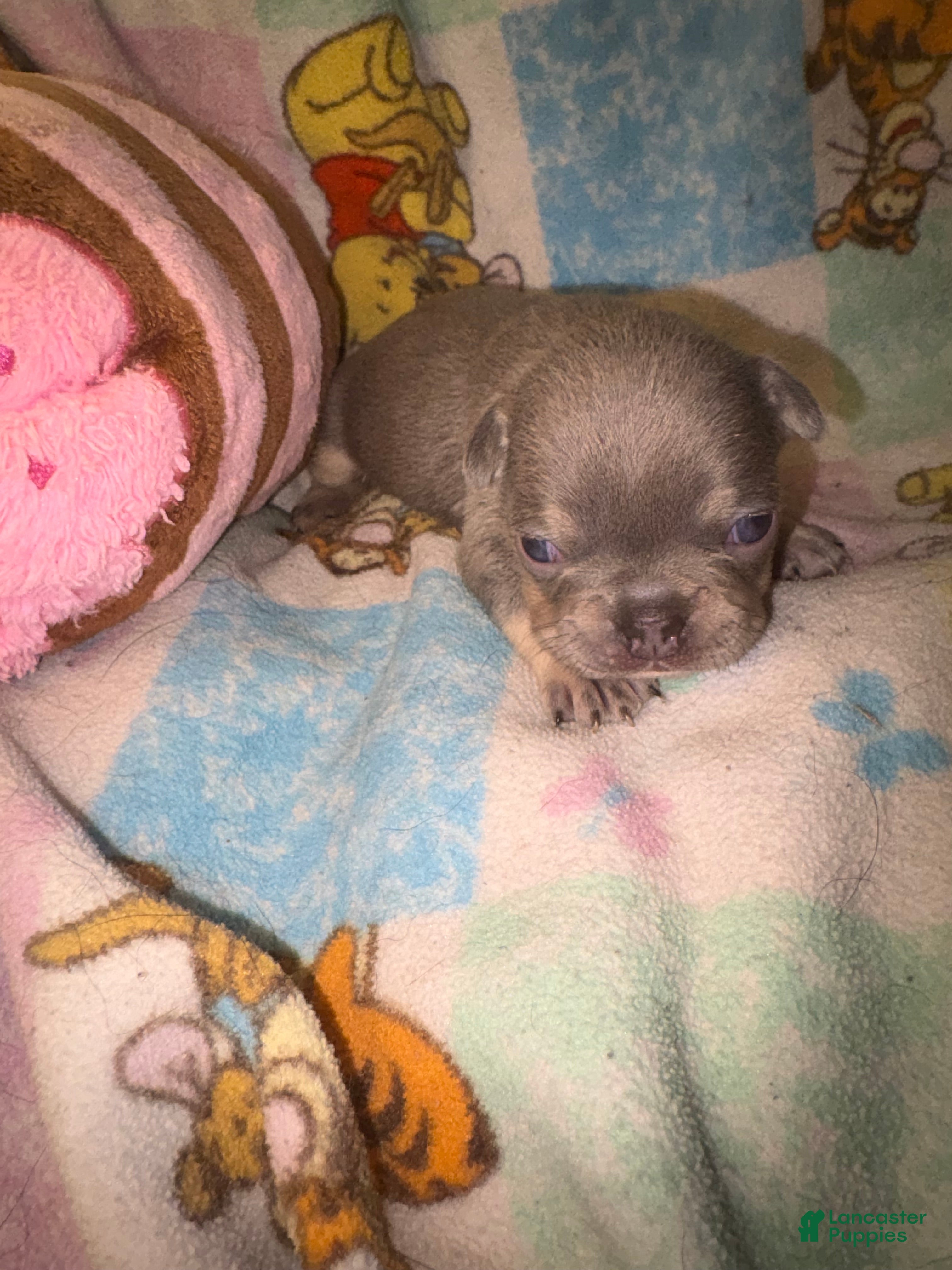 French Bulldog dogs for sale: Laila lilac and tan - Ad 2