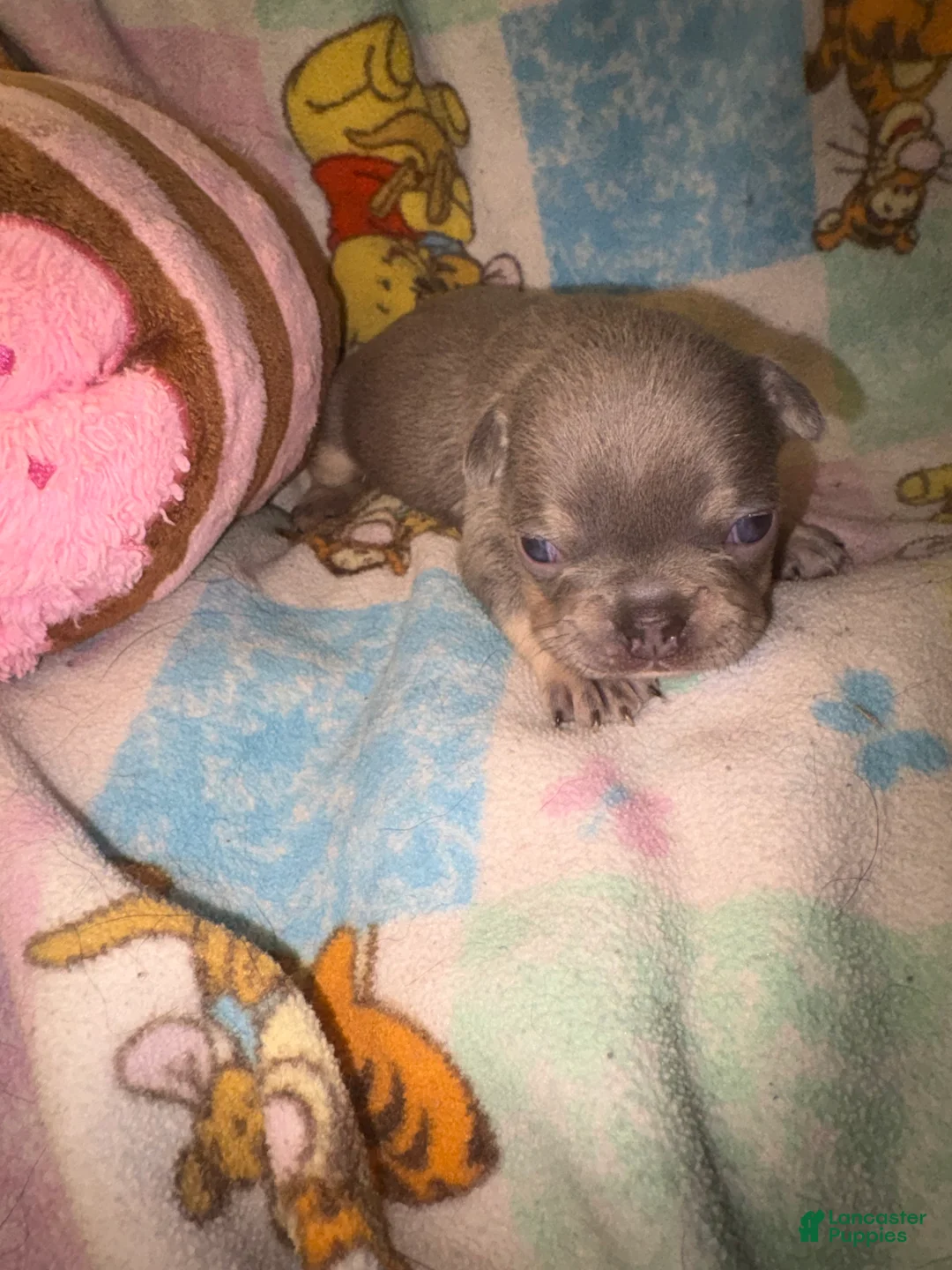French Bulldog dogs for sale: Laila lilac and tan - Ad 1