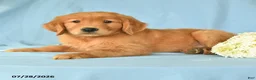 Golden Retriever dogs for sale: Max - Ad 3