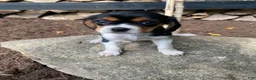Beaglier dogs for sale: Alaina - Ad 8