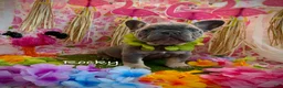 French Bulldog dogs for sale: Rocky - Ad 3