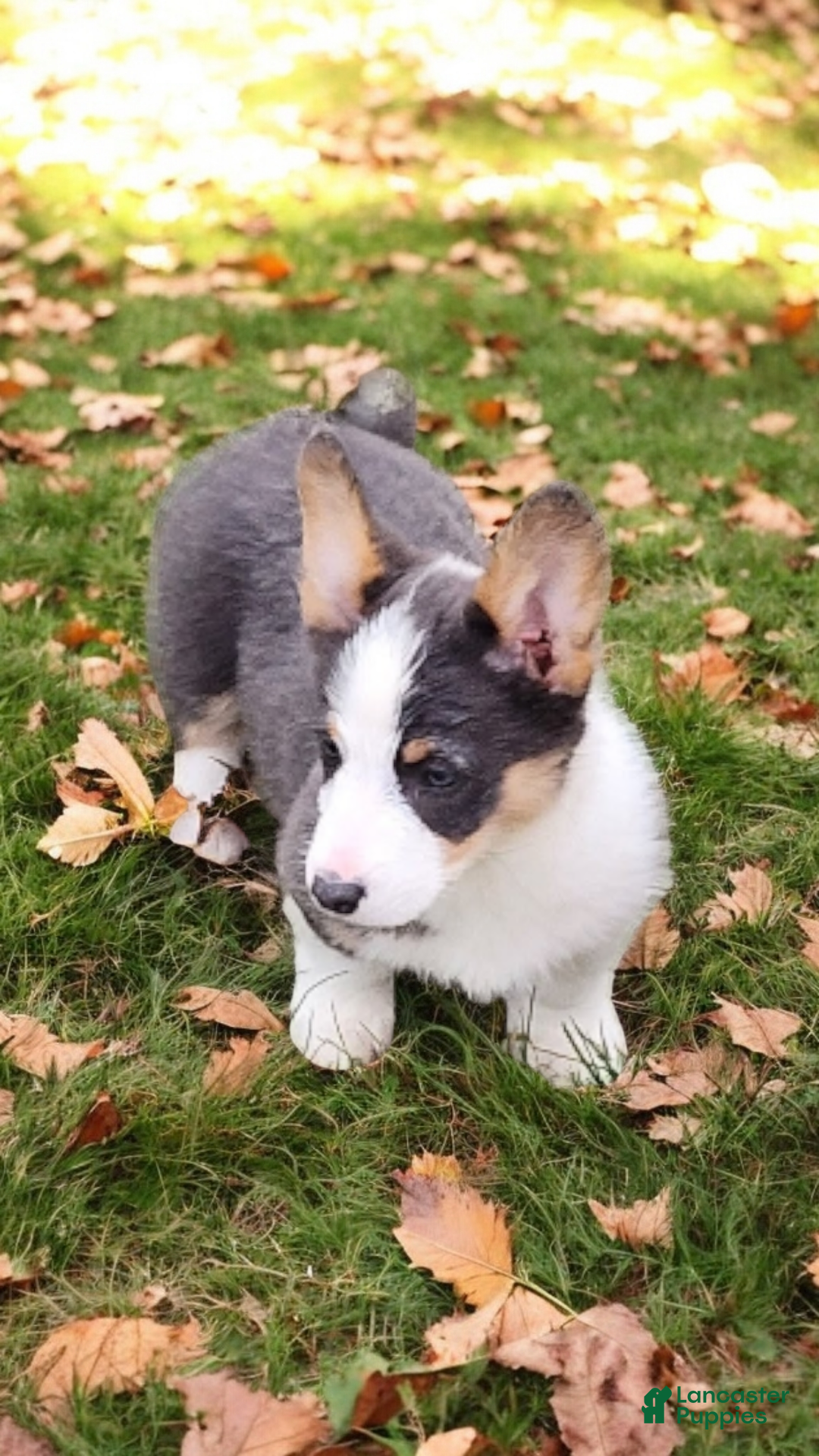 Welsh Corgi Pembroke dogs for sale: Arnie Bluie - Ad 18