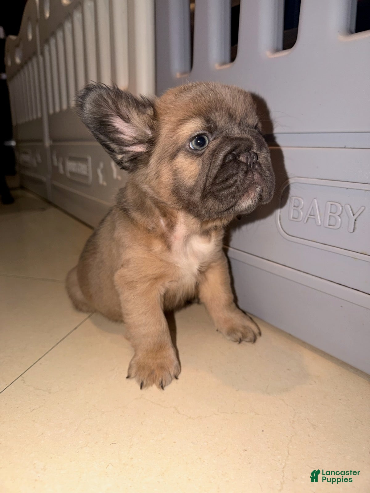 French Bulldog dogs Princess - Ad 1