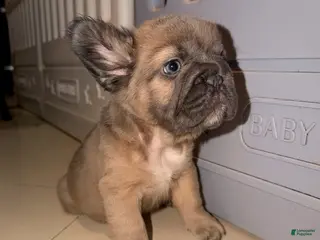 French Bulldog dogs for sale: Princess - Ad 1