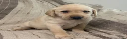 Labrador Retriever dogs for sale: Labrador Retriever 1 - Ad 5