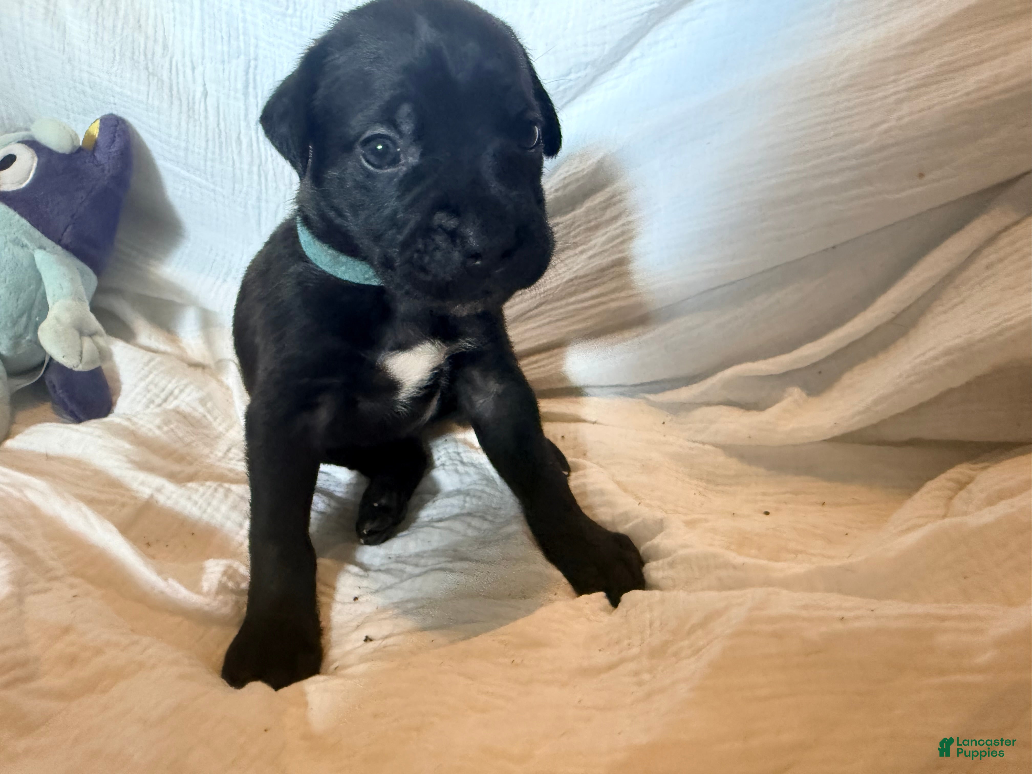 Cane Corso dogs Rufus AKC blue collar - Ad 37