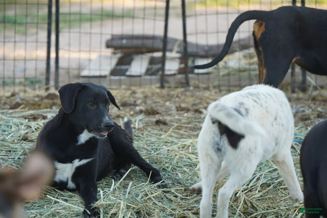 Mixed Breed dogs for sale: Squeeky Tiscar Farm Dog - Ad 9