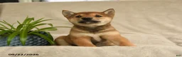 Shiba Inu dogs for sale: Iris - Ad 3