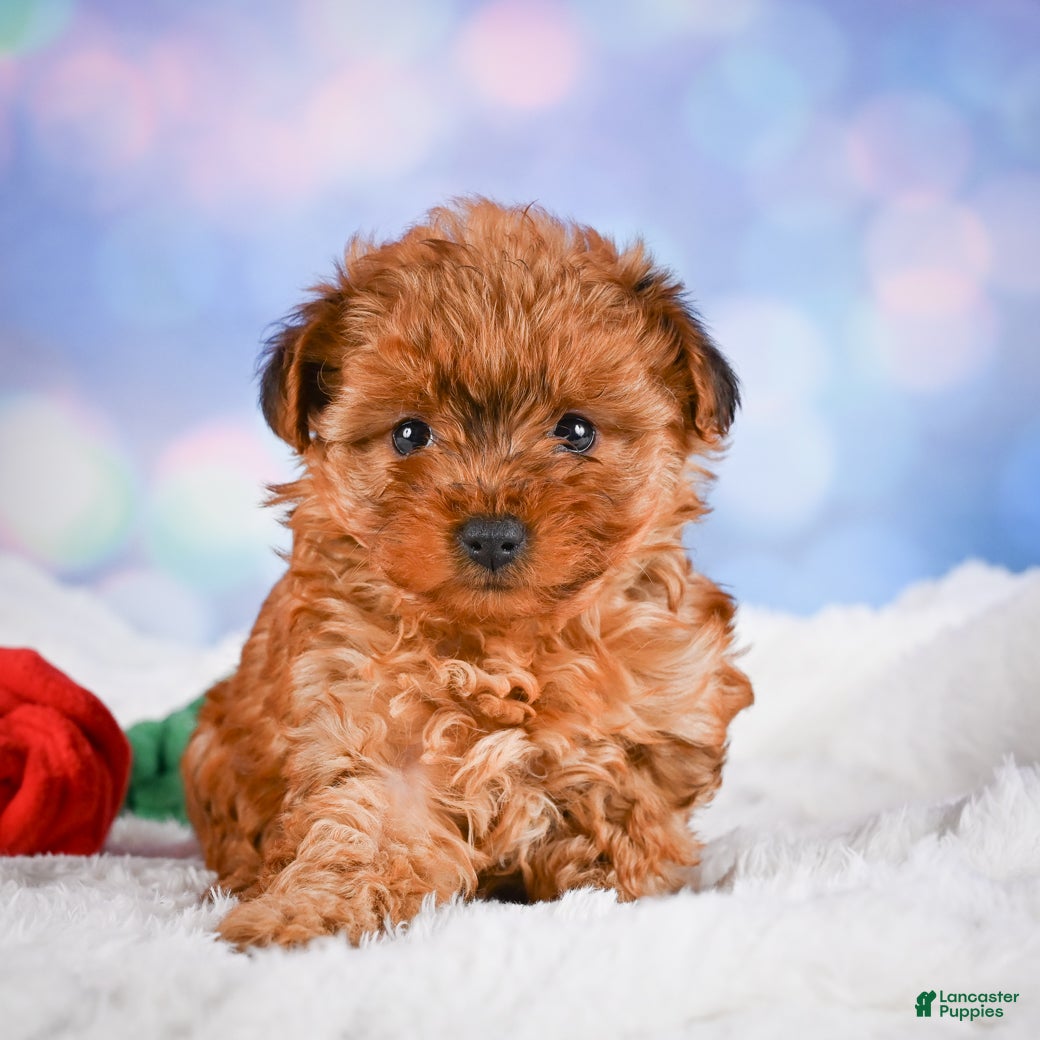 Yorkshire Terrier dogs Sarah - Ad 1
