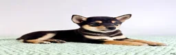 Shiba Inu dogs for sale: AKC Mushu - Ad 6