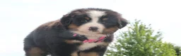 Bernese Mountain Dog dogs for sale: Pink Collar Girl - Ad 4