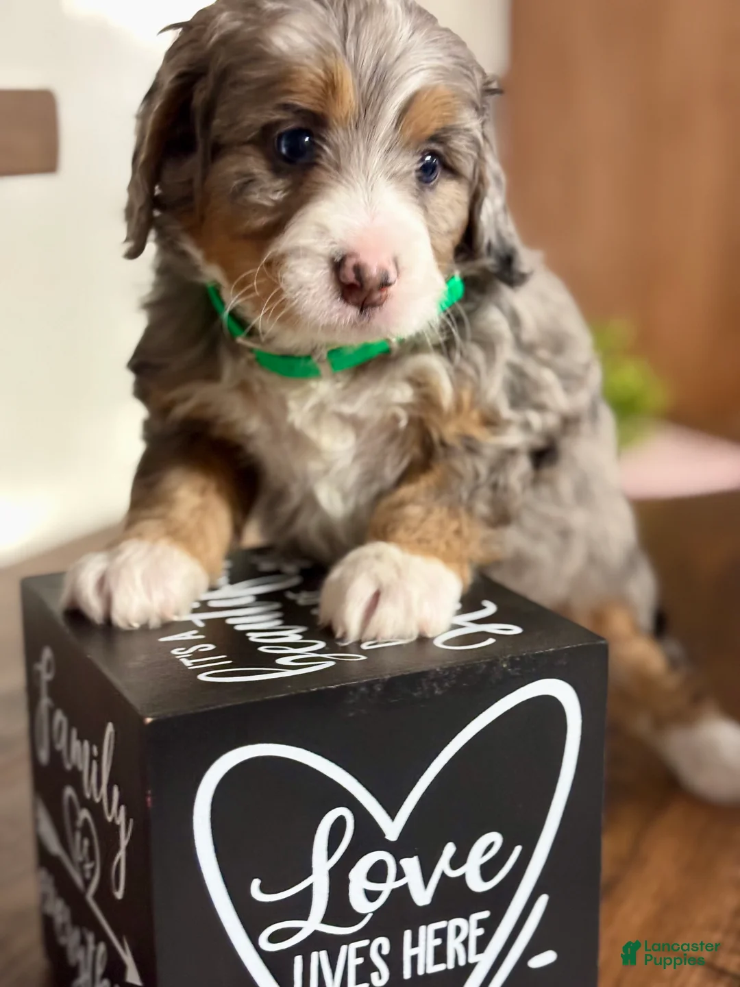 Mini Bernedoodle dogs for sale: Bailey Mini Bernedoodle Puppy 3 - Ad 5