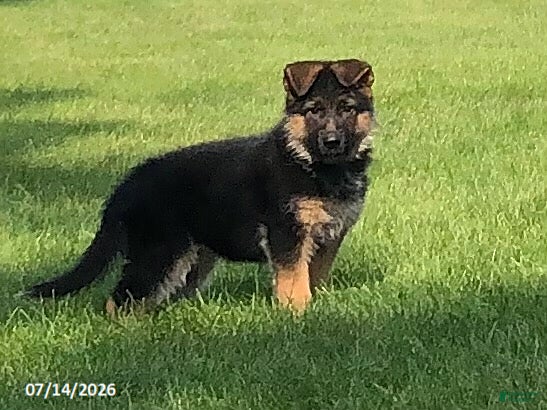 German Shepherd dogs Britt - Ad 1