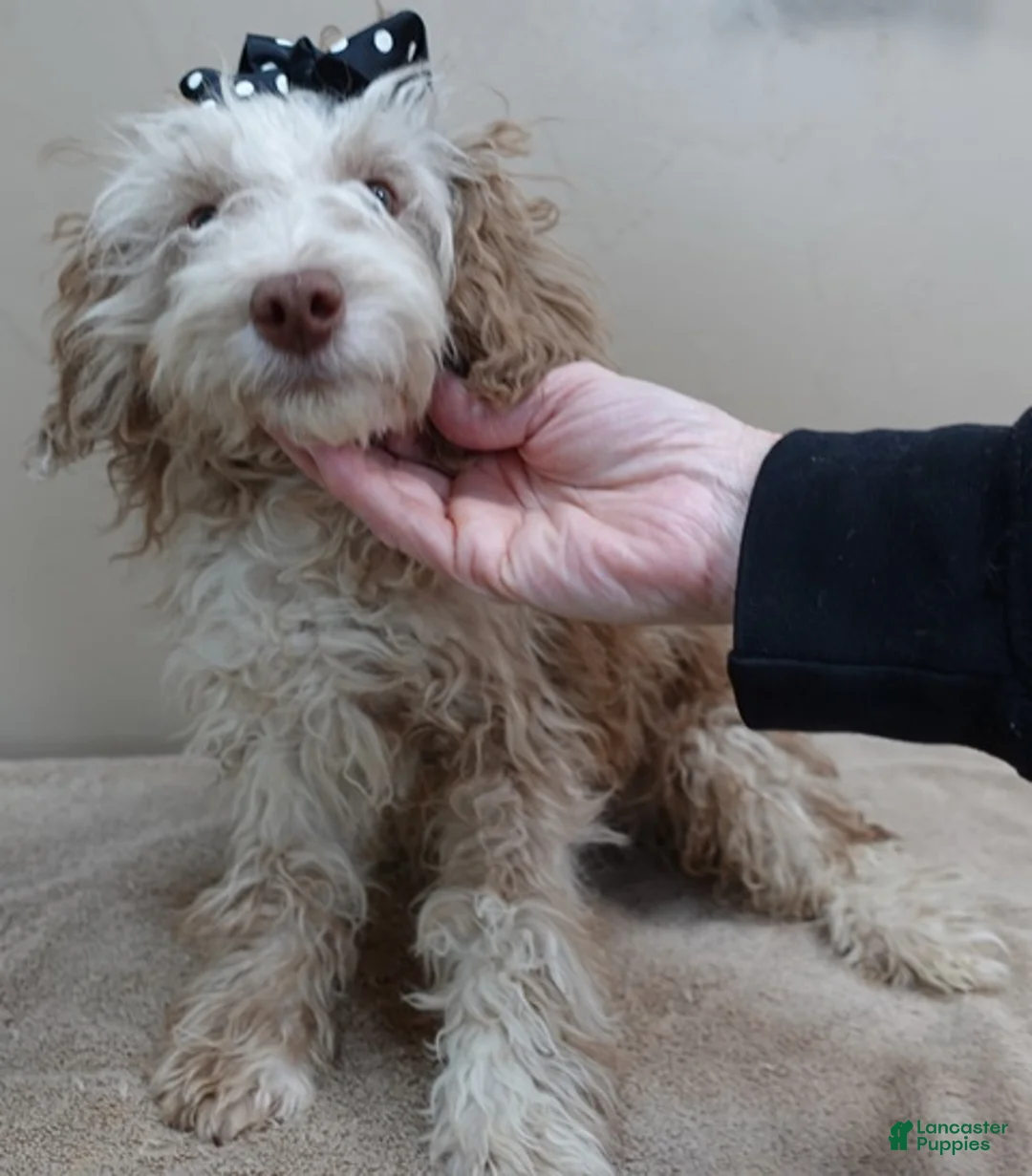 Toy Poodle dogs for sale: Chocolate merle rarest color in the world neutered - Ad 11