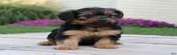 Yorkiepoo dogs for sale: Cookie - Ad 6