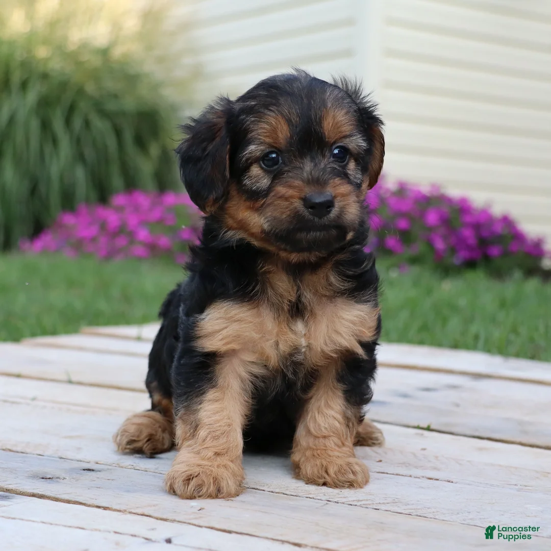Yorkiepoo dogs for sale: Cookie - Ad 6