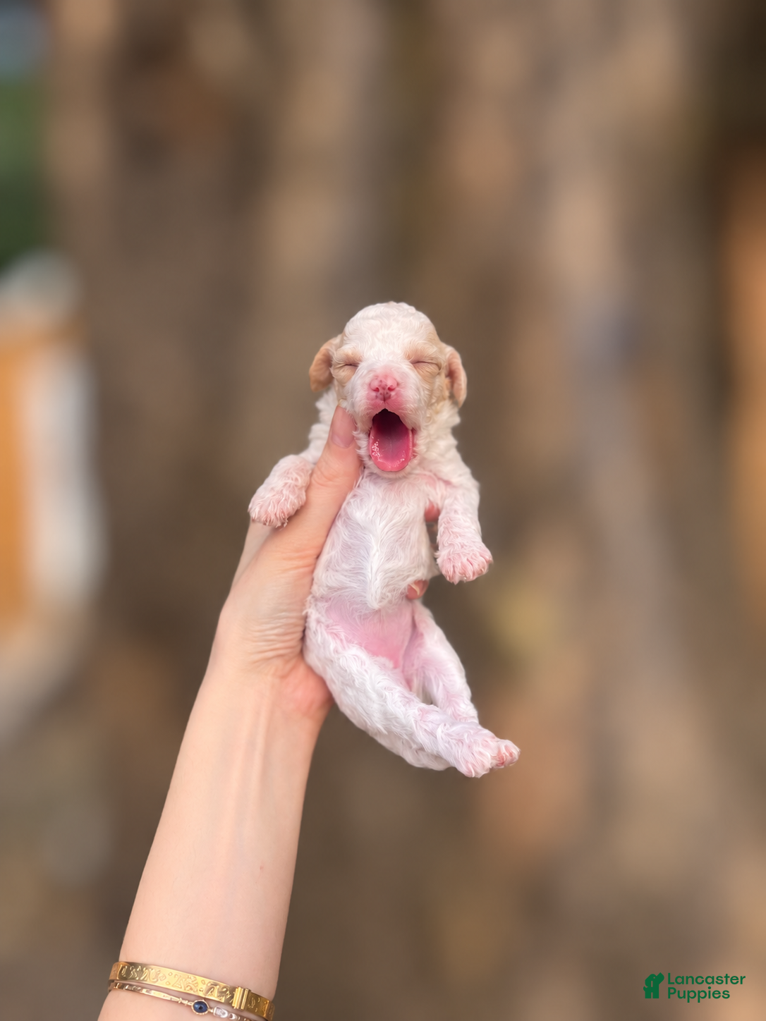 Toy Poodle dogs Gillian - Ad 2