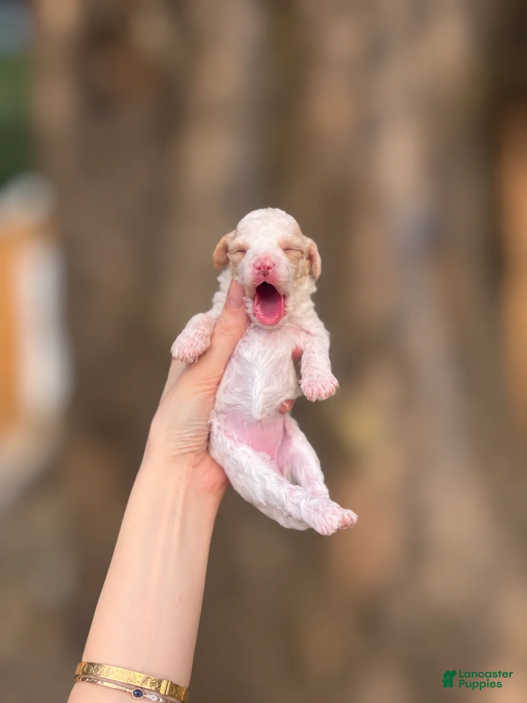 Toy Poodle dogs for sale: Gillian - Ad 2