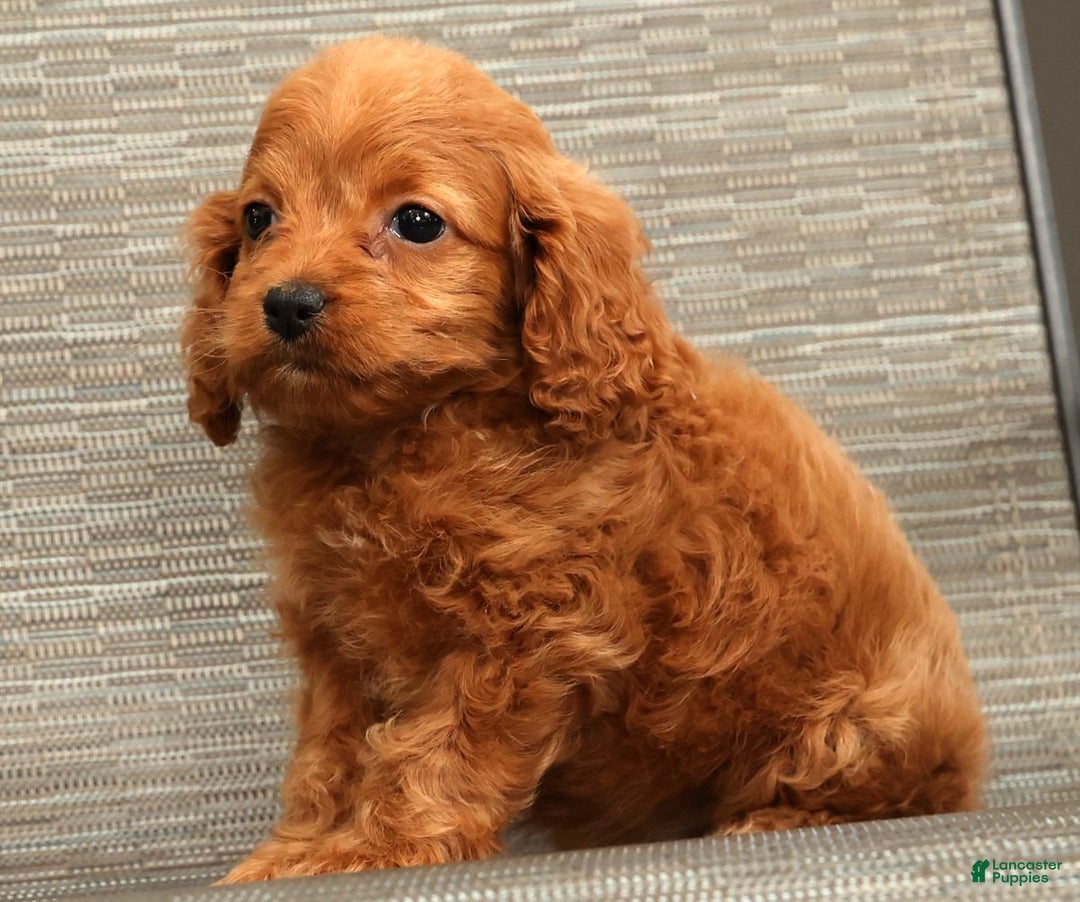 Cockapoo dogs for sale: Cassidy - Ad 2
